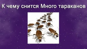 К чему снится Много тараканов (Сонник)