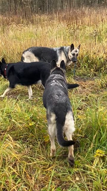 ВЕО питомника Валентлайф - Тэрри (11лет), Бэгги (9л), Фуджи( 4г)- 11.2025г.