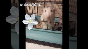 не обращайте внимание на миску которая в говне