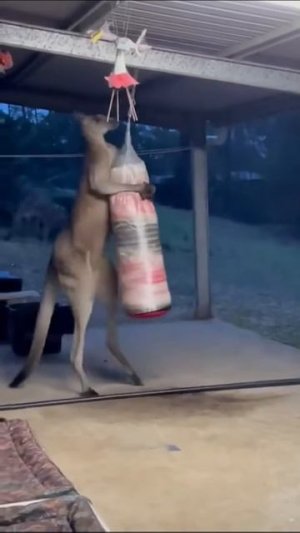 Кенгуру и боксерская груша