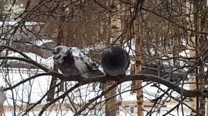 Любовь и голуби