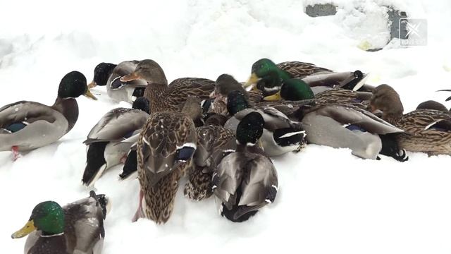 Не улетают зимовать. Как помочь уточкам пережить морозы в городе? смотреть онлайн