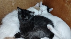 КОНКУРС НА ИМЕНА ДЛЯ ТРЁХ КОТИКОВ😺😻😼 и РИСУНКИ МОРОЗА НА ОКНАХ.