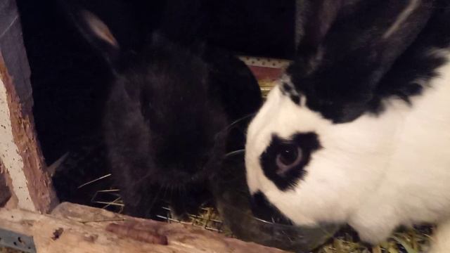 Крольчата выросли. 🐇🐇 смотреть онлайн