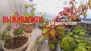 2 февраля 2026 года как рассада выживает на подоконнике #рассаданаподоконнике, #выживалитидлярассады