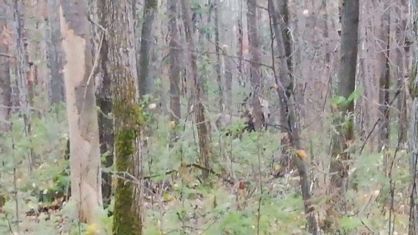 лосиха с лосенком)