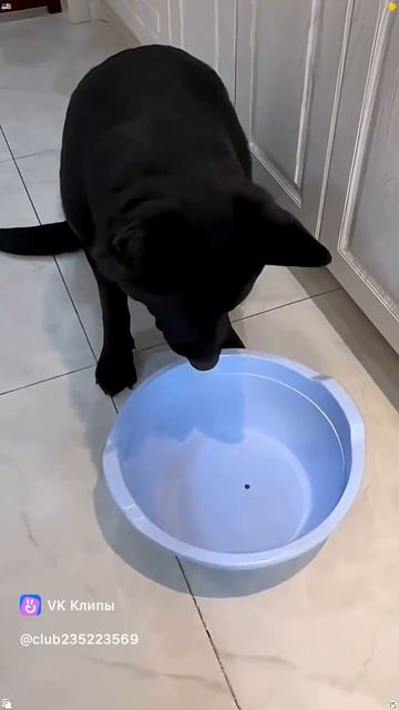 Когда посадили собаку на диету смотреть онлайн