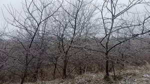 На районе необычная обледеняшка