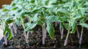 Лучшая подкормка для рассады