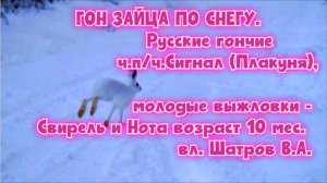 ГОН ЗАЙЦА ПО СНЕГУ. РГ ч.п/ч.Сигнал (Плакуня) , Свирель и Нота 10 месяцев , вл. Шатров В.А.#топ #hu