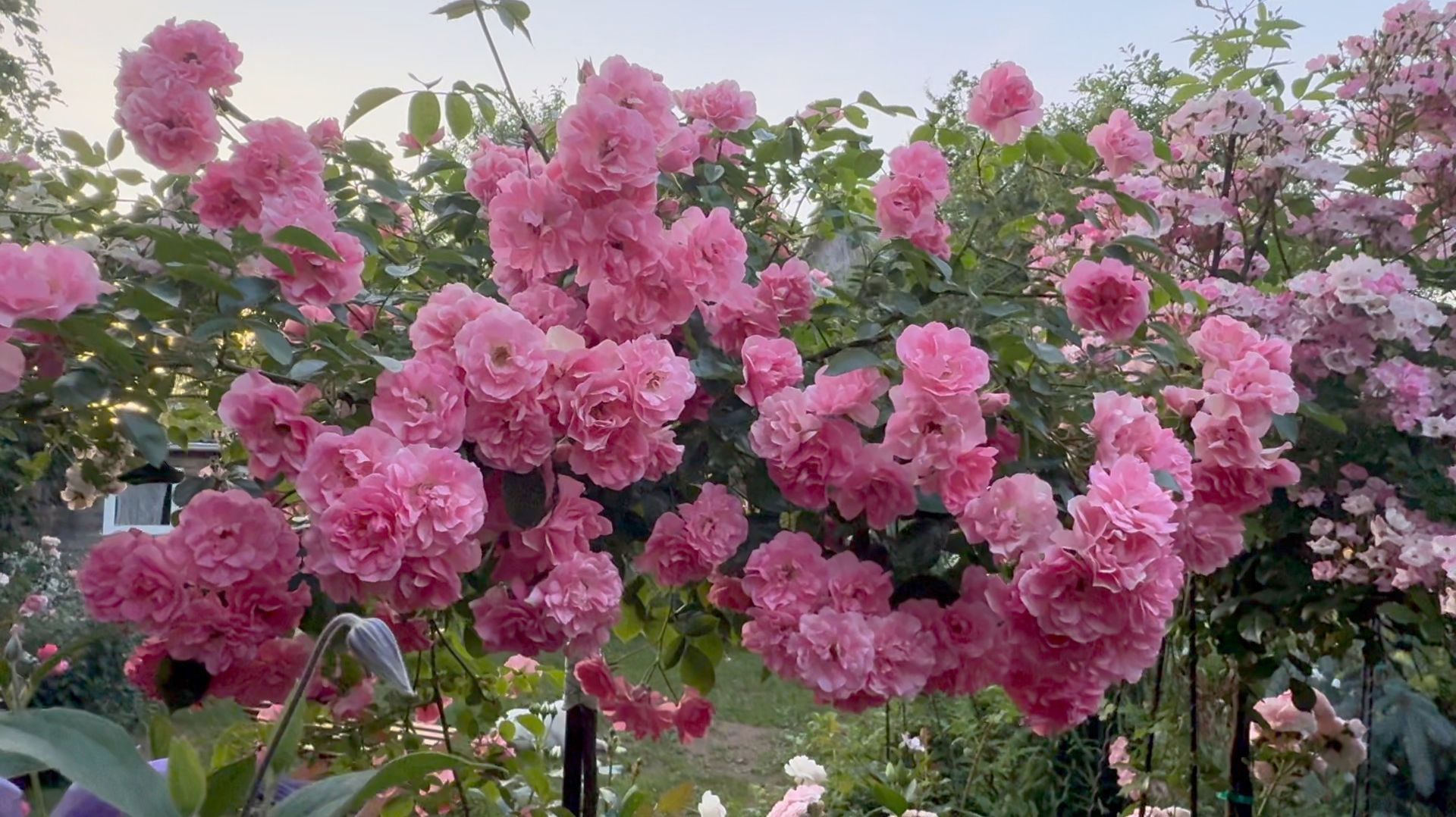 Июль в Саду Вечер 24 июля 2025 часть 3