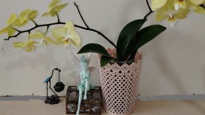 ЧАСТЬ 3. ОРХИДЕИ ДЛЯ ЧАЙНИКОВ. Уход и содержание орхидеи сразу с магазина - первая орхидея в доме