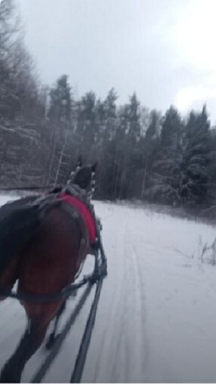 Зимнее катание на лошади в санях.Новогодние праздники
