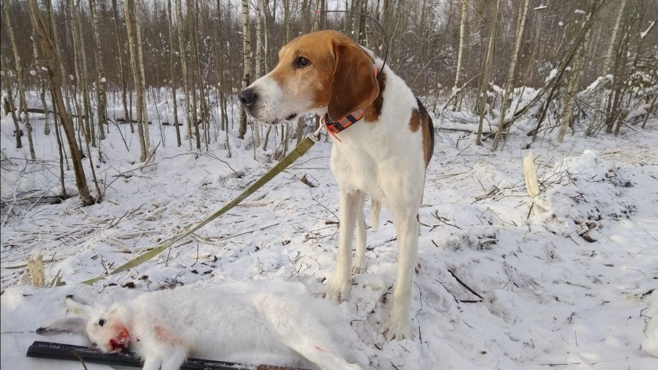 Охота с Добычем. 02.02.2026. смотреть онлайн