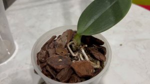 Каода развалилась на глазах