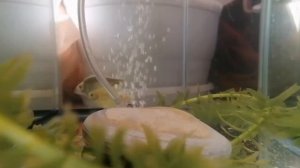 Нерест тернеций