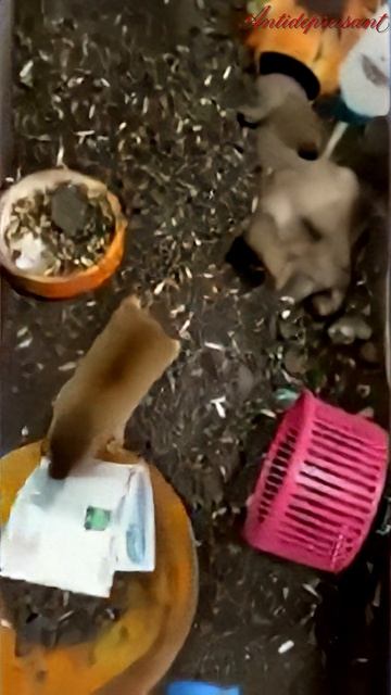 Приколы алчная крыса 😂🔥🤣 смотреть онлайн