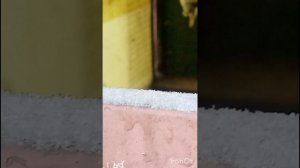 голуби Ломова 1 02 26