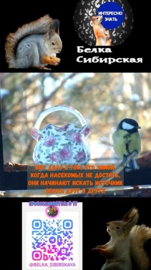 Почему синицы любят сало