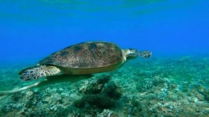 Релакс музыка / Подводный мир, рыбы, черепахи / Дайвинг / Расслабляющая музыка