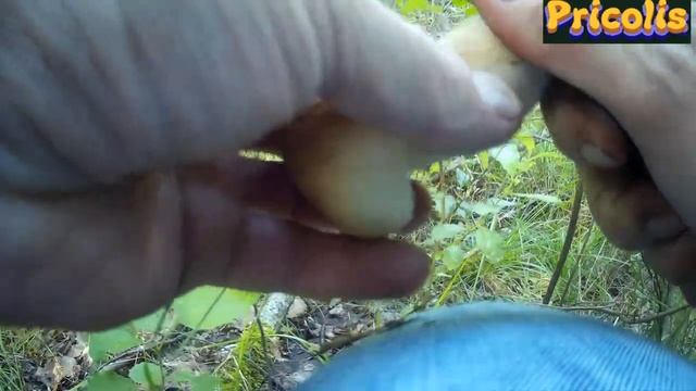 Сбор белых грибов. Как найти белые грибы. Поиск грибов. 2 серия 13. 07. 2019г