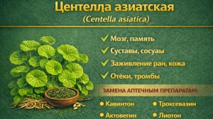 Центелла азиатская (Centella asiatica) -  порошок, экстракт