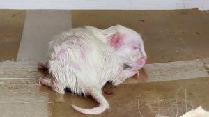 Первый день после рождения котенка Микки. Новорожденный котенок зовет свою маму-кошку..