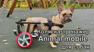 Коляска-тренажер для французского бульдога