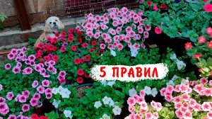 Как вырастить пышную ампельную петунию из семян. 5 главных стадий