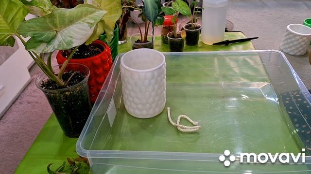 ЦВЕТОЧНЫЕ ДЕЛА И НЕМНОГО КАШПО.КОМНАТНЫЕ РАСТЕНИЯ(ЦВЕТЫ). смотреть онлайн