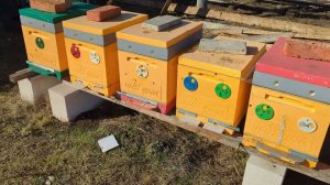 Зимовка продолжается +15С°....