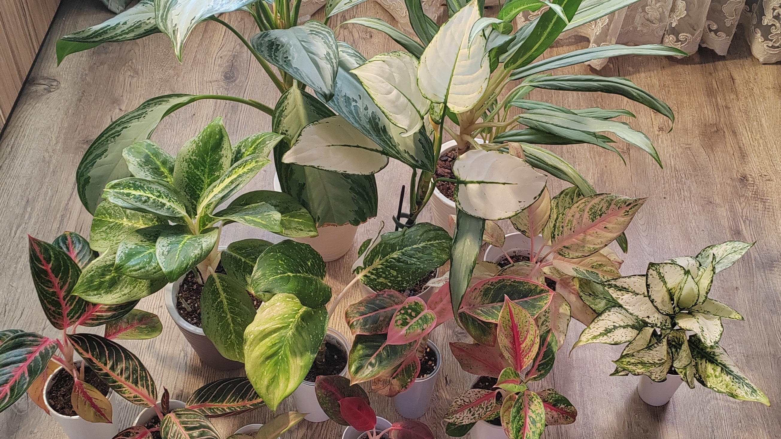 Обзор коллекции моих Аглаонем смотреть онлайн