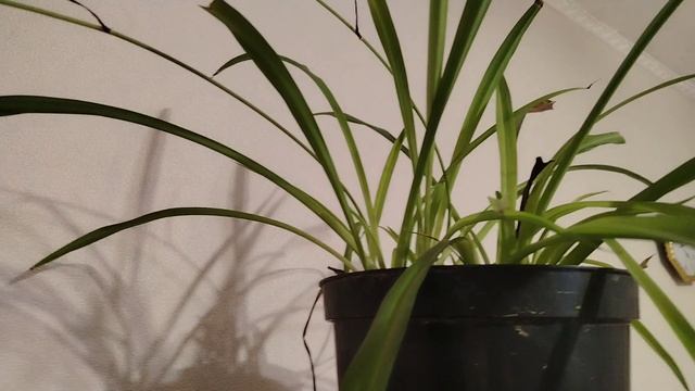 РЕШИЛА ПРОВЕРИТЬ КРОВЬ НА САХАР... ПООБЩАЛАСЬ С ВАМИ....