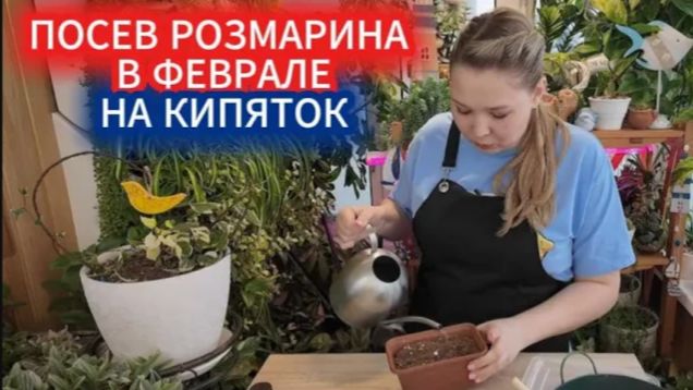 Когда сеять розмарин на рассаду - метод кипятка. Выращивание розмарина из семян смотреть онлайн