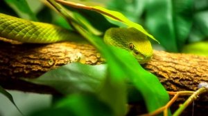 Удивительная дикая природа Австралии. Документальный фильм о природе в формате 4K