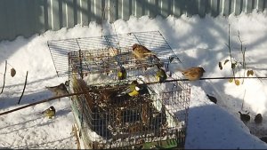 Кормушка .(03.01.2026.)