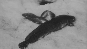 Ловись, рыбка