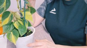 Филодендрон Бразил