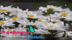 А ромашки белые.