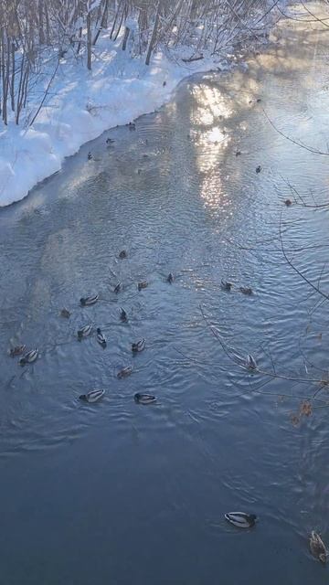 Утки на Яузе / ч 1 / 2026