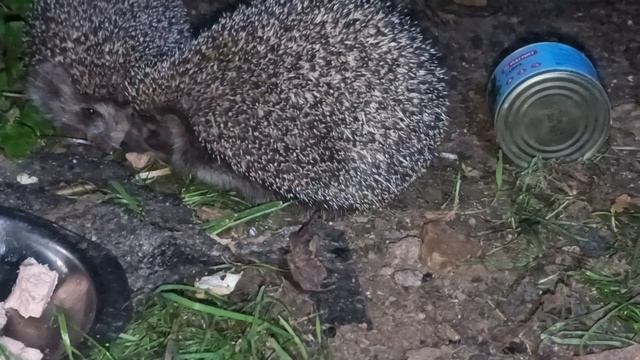 Разборки Ежей за еду!