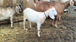 Отказалась есть.Скучает