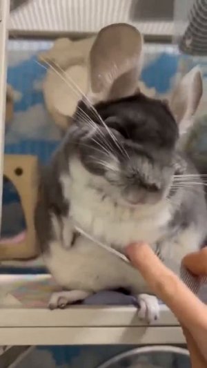 MOV_20260203_214455_539.mp4