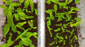 Третья пикировка стрептокарпусов