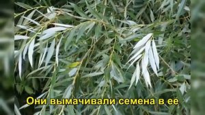 Этот древний способ размножения растений заменяет химию, но о нем молчат уже 70 лет.