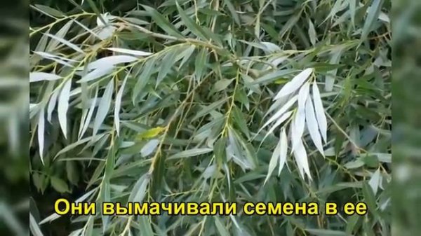 Этот древний способ размножения растений заменяет химию, но о нем молчат уже 70 лет.