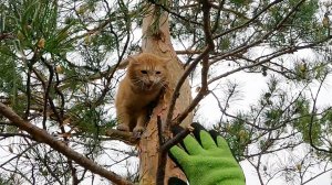 Несговорчивый но говорливый рыжий в тихом месте