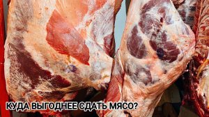 Куда выгодно сдавать мясо?