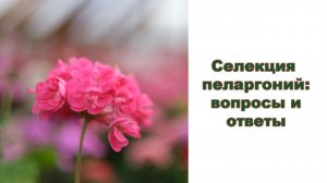 Селекция пеларгоний в вопросах и ответах. Занимаемся селекцией с 2013 года.