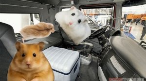 хомяк воровщик 2 сезон 1 серия